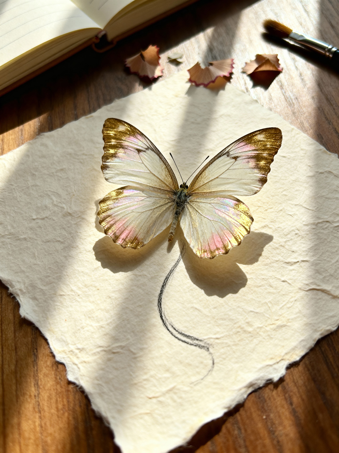 A delicate butterfly resting on handmade paper.